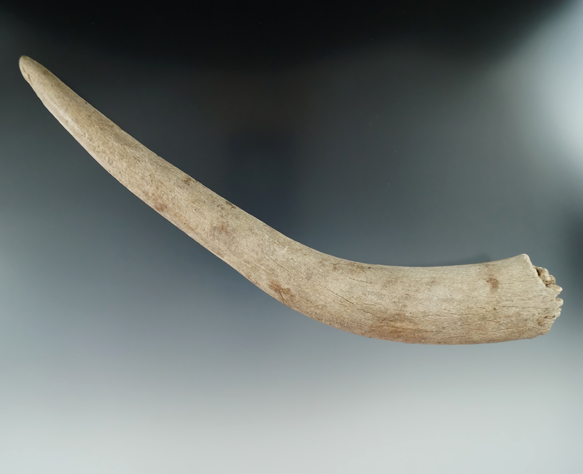 10" long 17th century deer tine used as a pressure flaking tool for knapping - Fort Plain NY area.