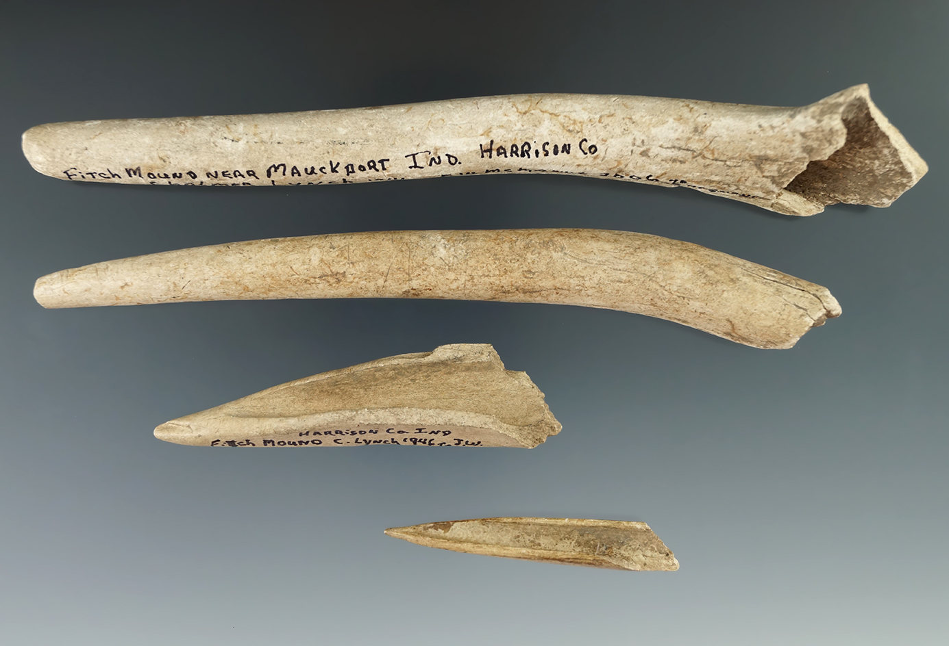 Set of four bone tools, largest is 7" long found in Harrison County Indiana by Chalmer Lynch in 1946