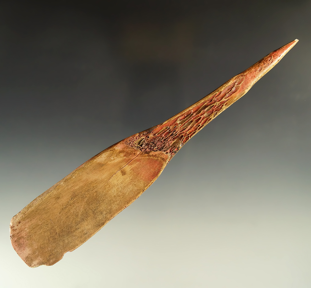 Large 8 5/8" buffalo bone awl that is heavily polished. Found in the Dakotas. Ex. Lewis Eulert.