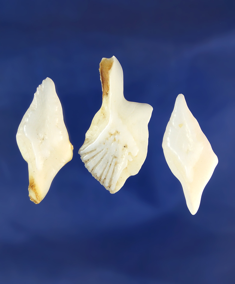 Set of three arrowheads made from Gar scale's found in the Midwest, largest is 1 3/8".