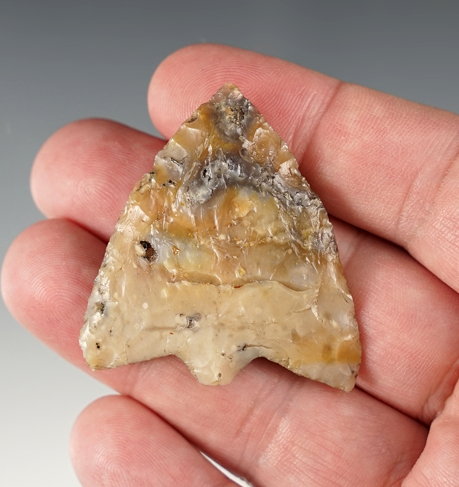 2 3/4" Hillsborough point made from beautiful Agatized Coral. Found in Pasco Co., Florida.