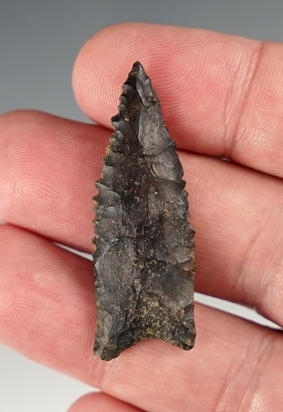 Serrated 1 3/4" Tallahassee found in Barbour Co., Alabama. Comes with a Rogers COA.