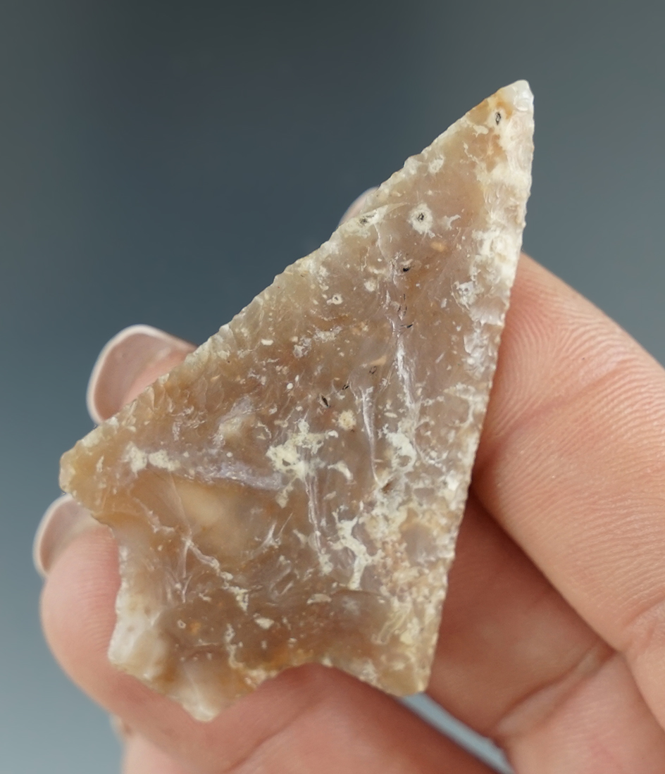 Nice! 2 3/16" Hardee point - beautiful semitranslucent Agatized coral found in Pasco Co.,Florida.