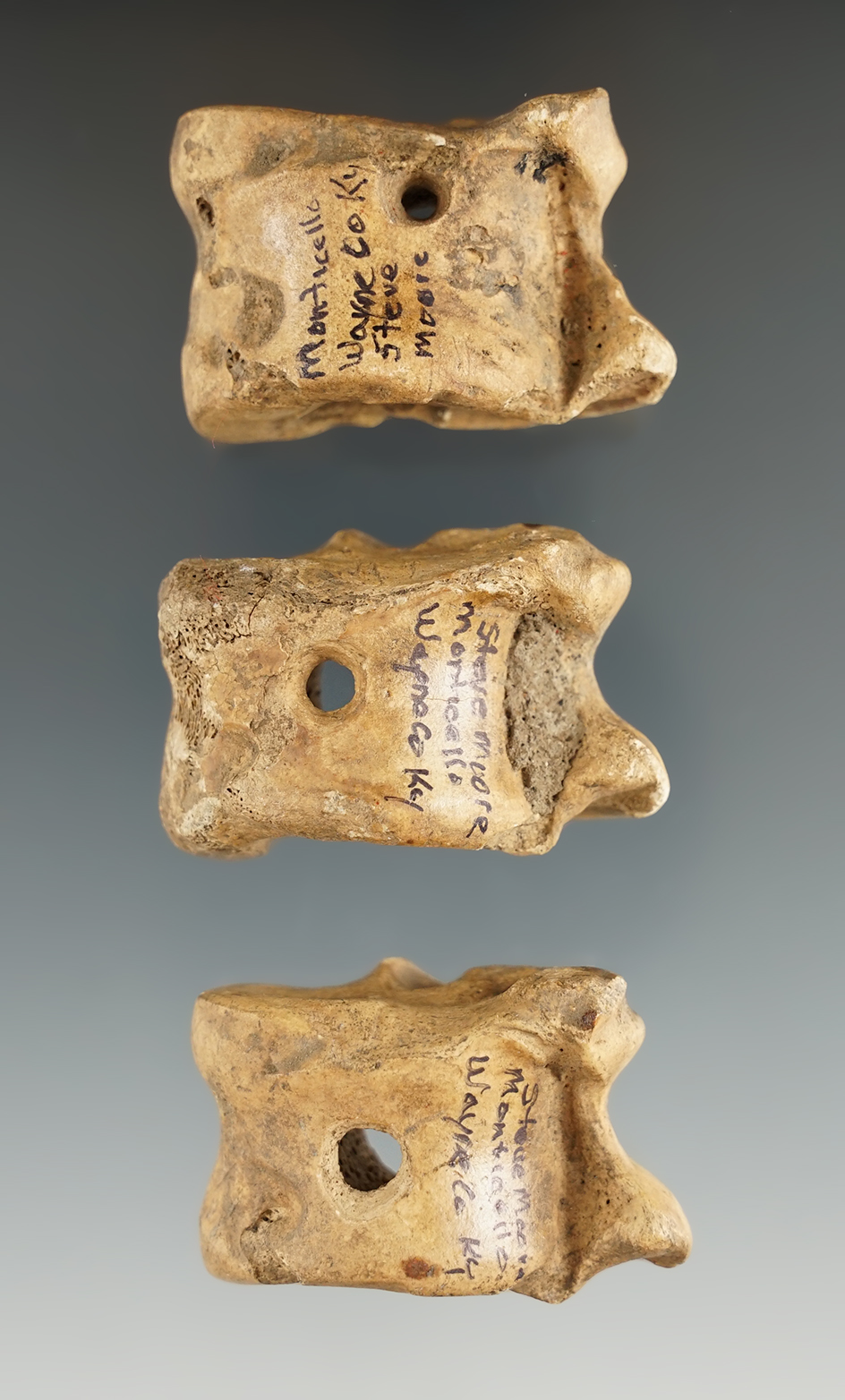 Set of three drilled animal vertebrae beads found near Monticello, Wayne Co.,Kentucky.