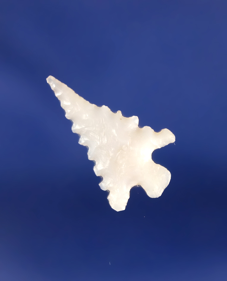 3/4" Nez Pierce arrowhead made from chalcedony with excellent edge serrations found in Idaho.