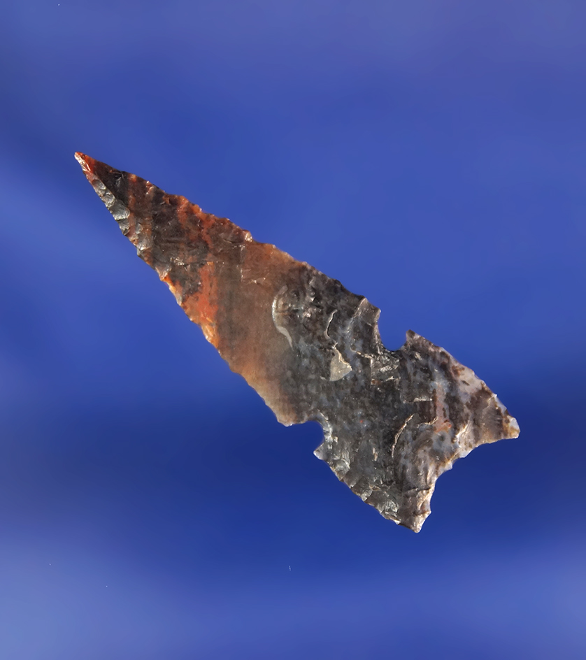 Excellent flaking style and material quality on this thin 1 5/16" Desert Reading - Mesa County CO.