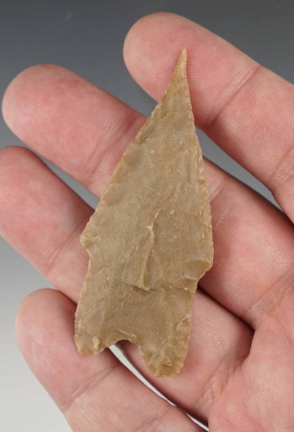 Needle tip 2 11/16" Pedernales - Texas. Arnold COA.