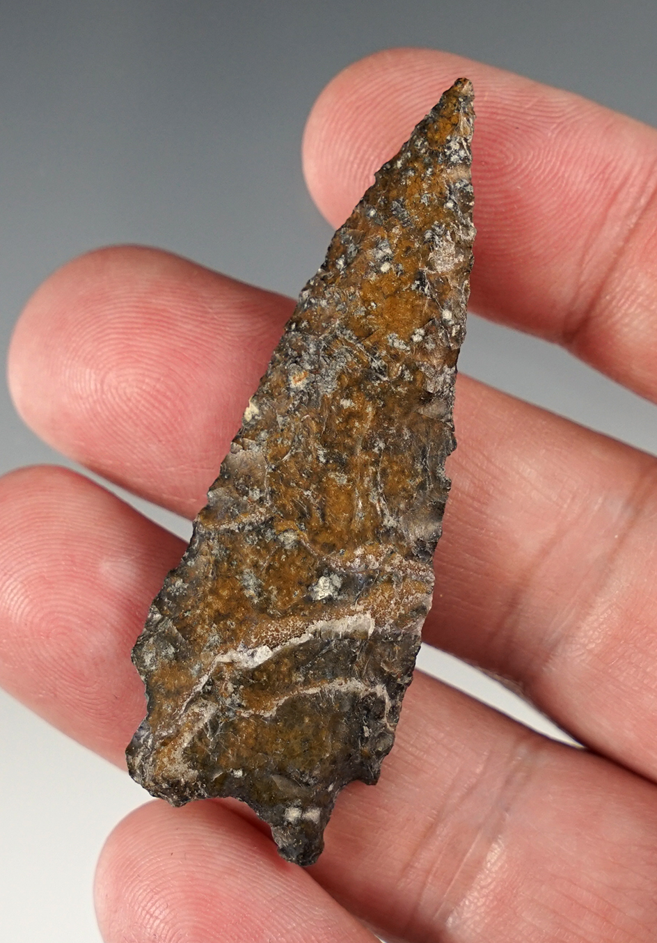 2 7/16" Pinto Basin - Northern Nevada.