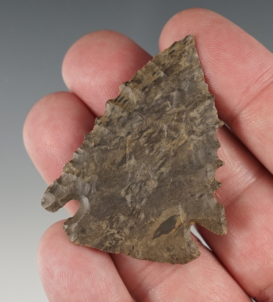 2" Highly serrated Pinetree - Tennessee.