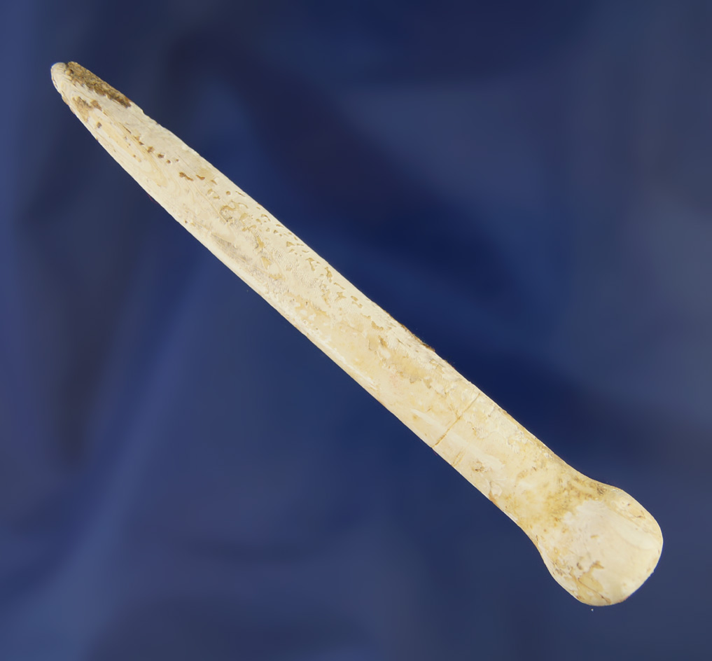 3 7/8" Shell Ear Pin found in Trigg Co.,  Kentucky made from Spondulus shell.  Jackson COA.