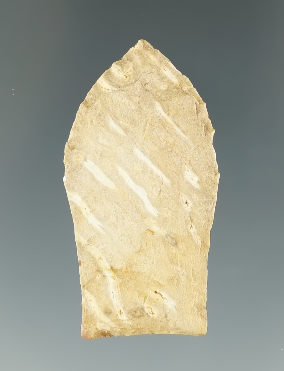 1 11/16" Paleo Coldwater made from Petrified Palmwood, found in Louisiana. COA's.