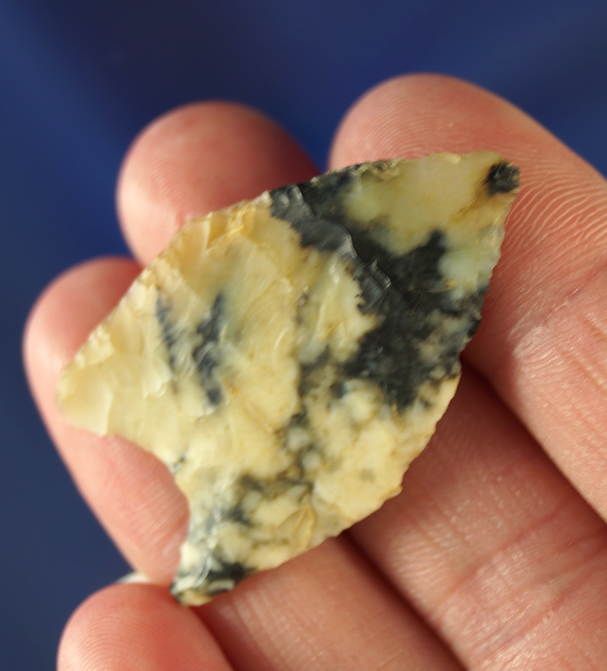 Exceptional! Incredible material color  1 1/2" McKean that is very thin, well flaked. Wyoming.