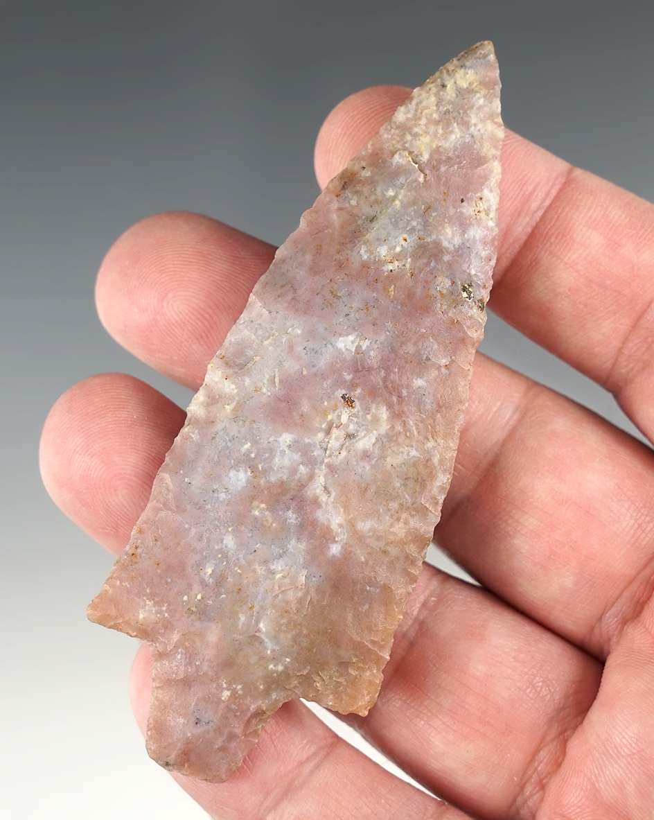 Superb 3 1/2" Newnan - Marion Co., Florida,  Agatized Coral. Comes with a Jackson COA.