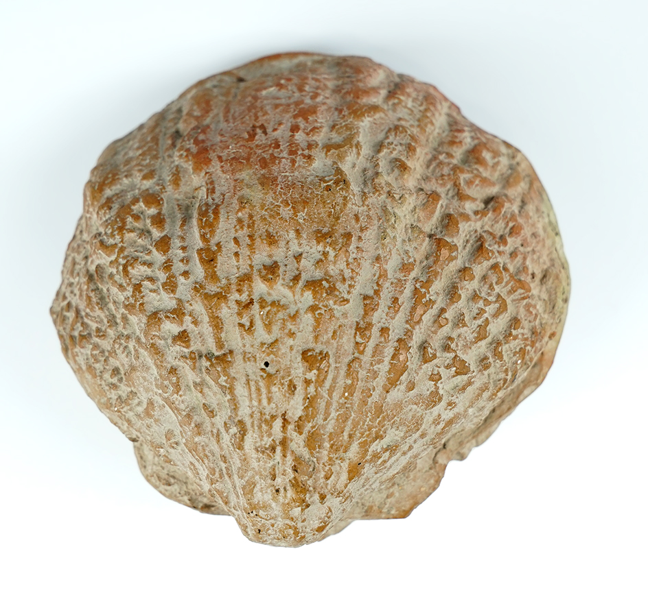 4 3/8" wide Pre-Columbian clam shell pottery rattle.