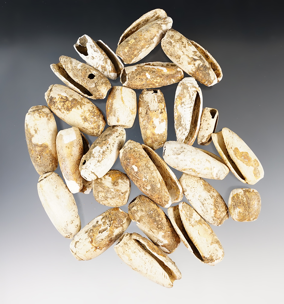 Group of 23 very large snail shell beads, Tennessee.