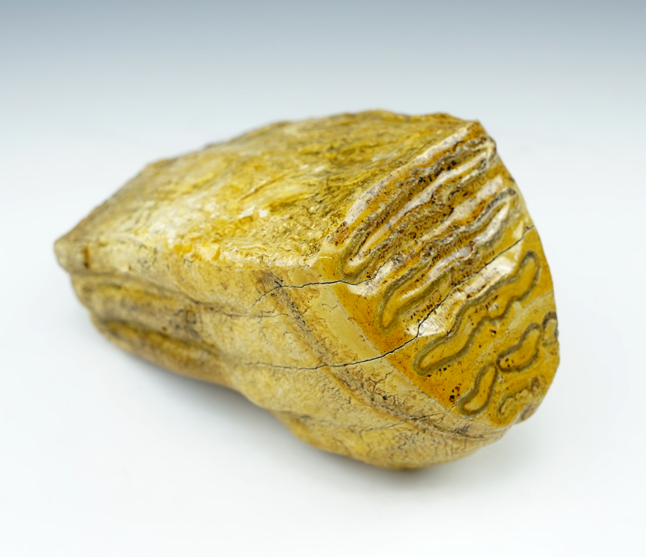 5 3/4" Tall section of a Wooly Mammoth tooth, Florida.