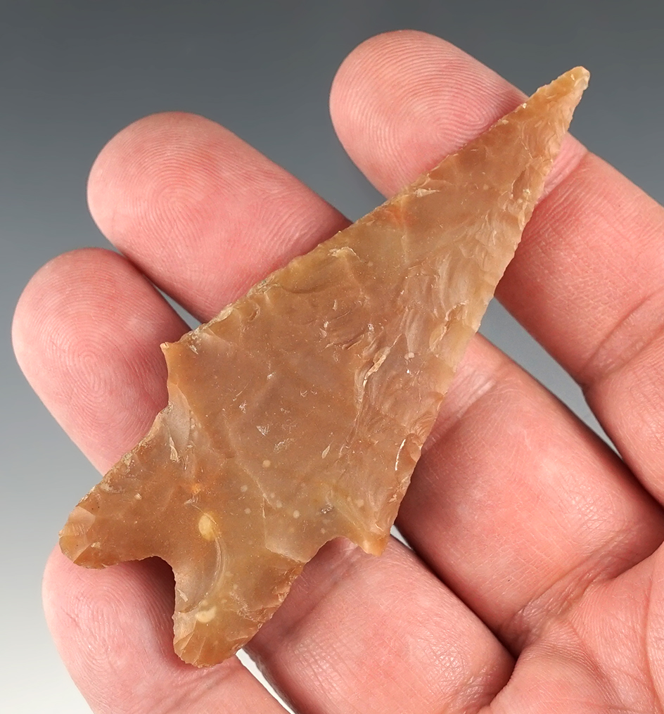 Nicely colored 3 1/8" Pedernales found in Kendall Co., Texas. Comes with a Rogers COA.