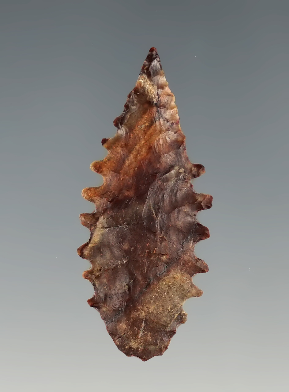 Incredible serrations on this 1 3/8" Coquille Knife found in Alderdale, Washington.