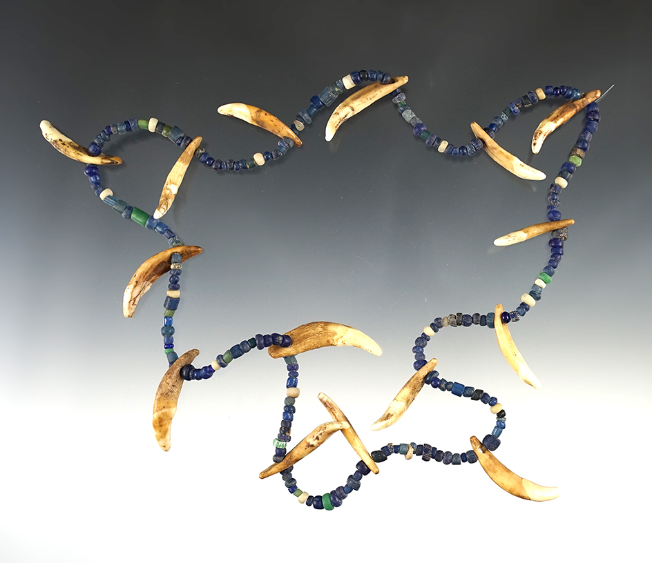 24" Strand of Trade Beads and drilled Canine Teeth.