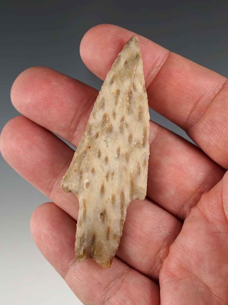 3" Austin point made from beautiful Petrified Palmwood. Found in East Texas. erman COA.