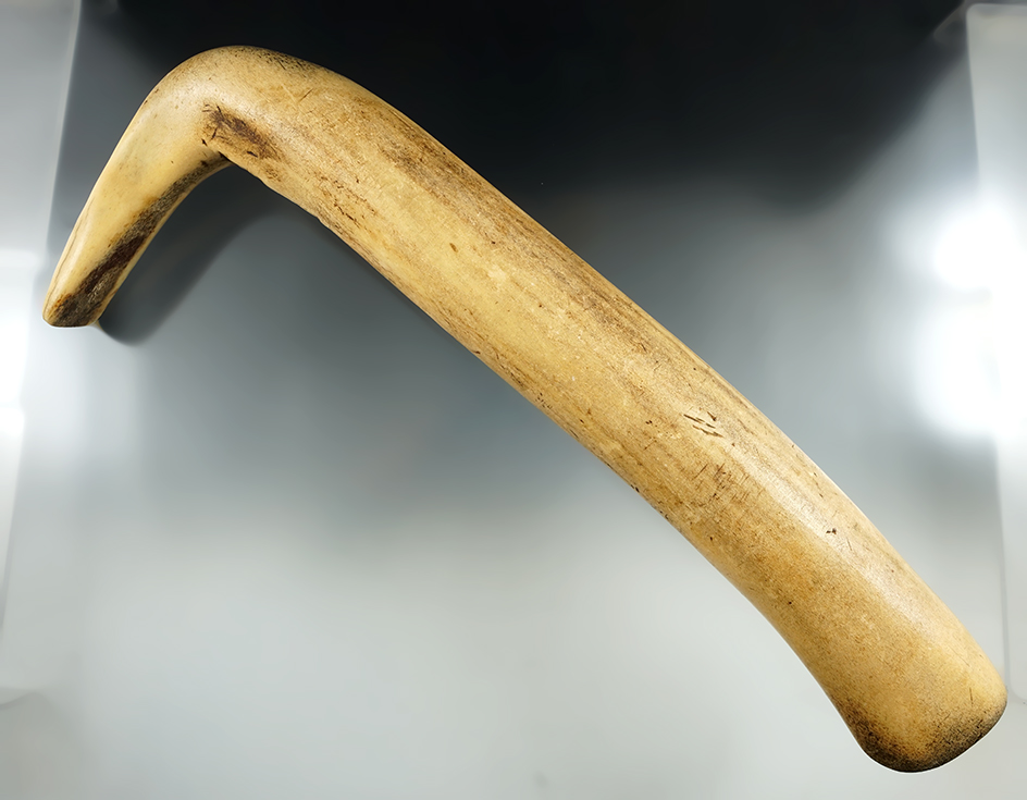 13 3/16" Hide Scraper made from Elk Antler, found in the Plains area, United States. Bennett COA.