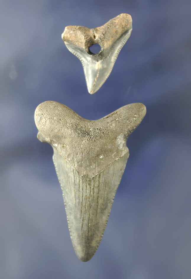 Unique pair of sharks tooth pendants, one is drilled and one has been notched for suspension FL.