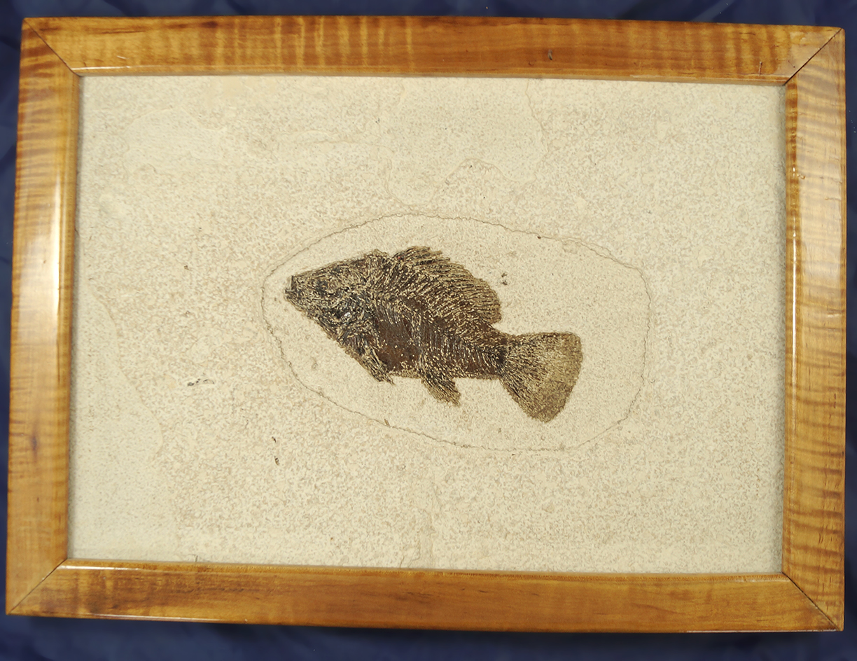 Nice large framed fossil fish slab found in Kemmerer, Wyoming. Actual fish fossil is large at 6" lon