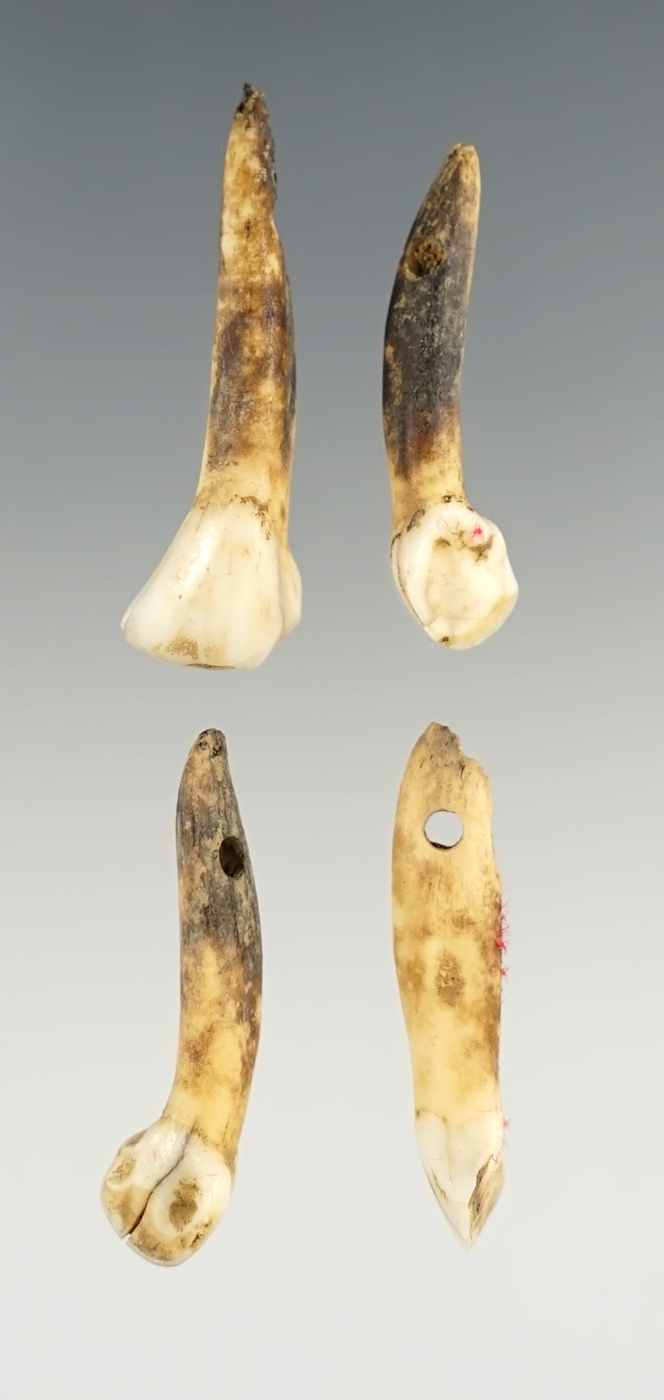 Set of 4 nice Drilled Teeth found close to the Ohio River. The largest is 1 3/8".