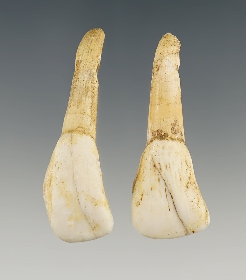 Pair of Drilled Elk Teeth. The largest is 1 7/8".