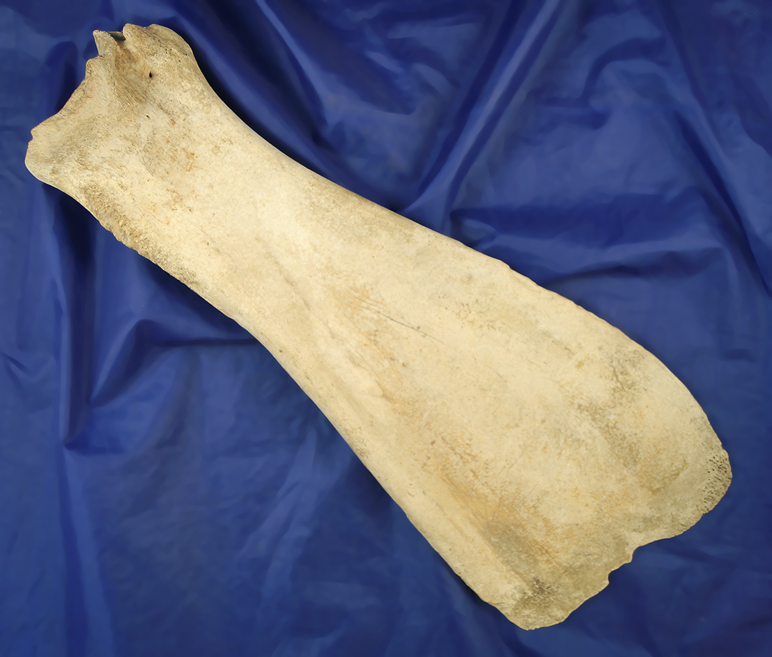 Large 14 3/4" Bone Hoe found on an Arikara village site near the Missouri River in South Dakota.