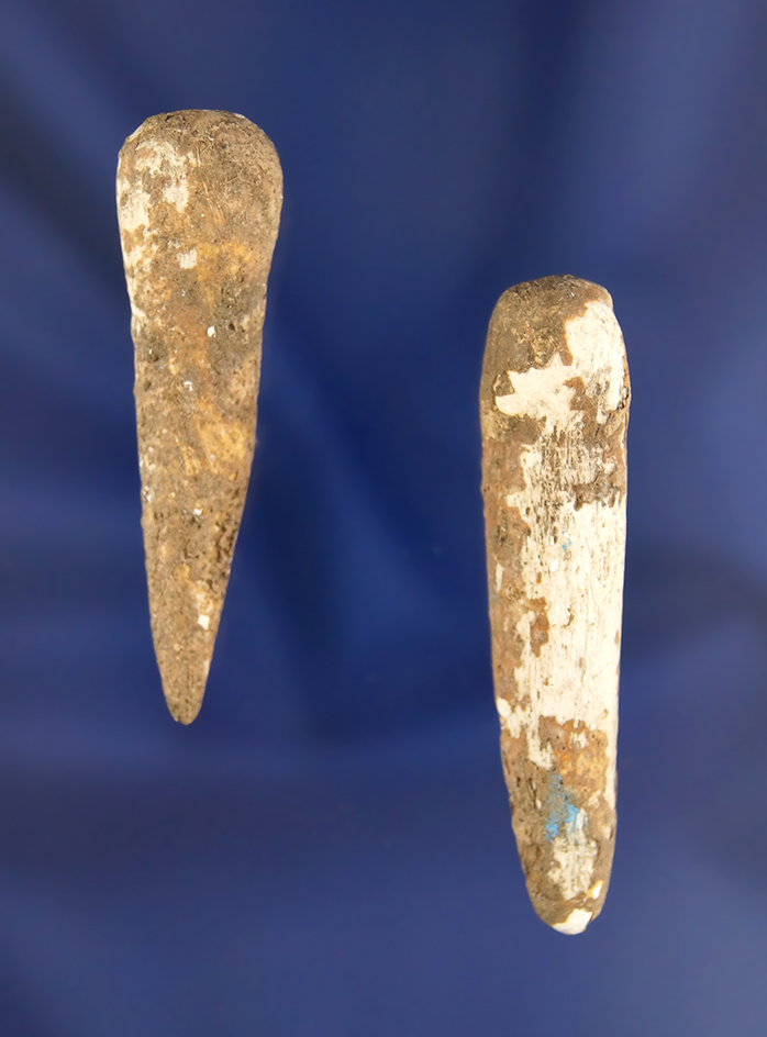 Nice pair of ancient Marine Shell Ear Pins, largest is 2 1/8". Found in St. Francis Co., Arkansas.