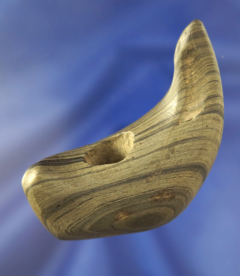 2 3/4" tall Banded Slate Geniculate Found in Huron Co., Ohio. Ex.JIm Meurer, Fred Havens.