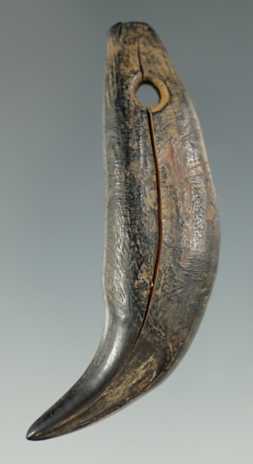 2 1/2" Bear Tooth Pendant with tally marks on one side. Niagara Co., New York.