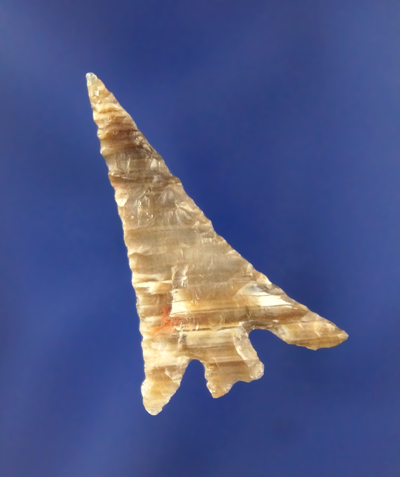 Columbia Plateau with Basal Notch made from colorful Petrified Wood, 1 3/8". Umatilla River.