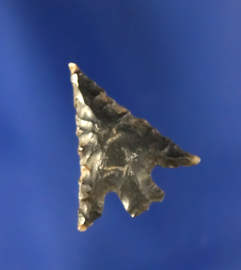 Columbia Plateau - clouded Obsidian, 3/4" L. Found by O.A.S. member Keith Bradbury