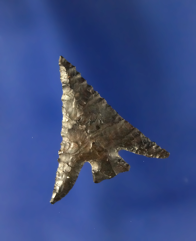 Columbia Plateau with swept wings and fine serrations, 1” L, dark Jasper. John Day River.