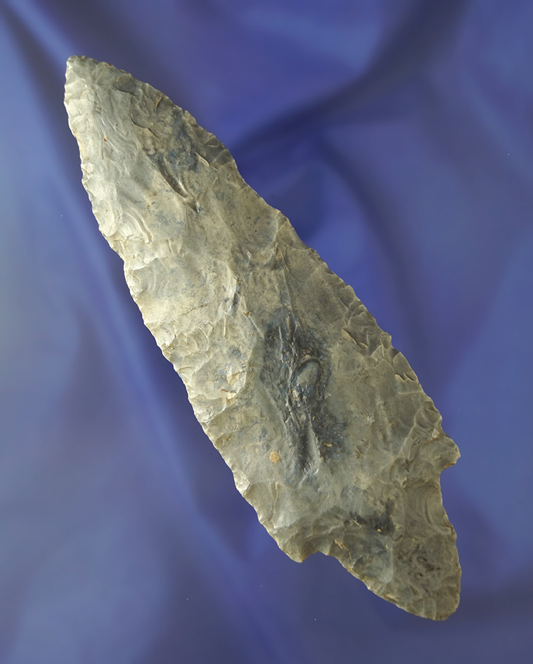 Big! 6 1/4" Turkeytail – Harrison variety - Tennessee made from Hornstone. Jerry Dickey COA.