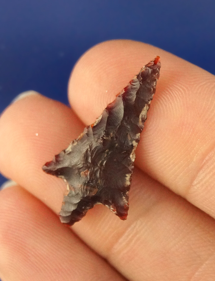 1 1/16" Rabbit Island Arrow found near Savies Island.