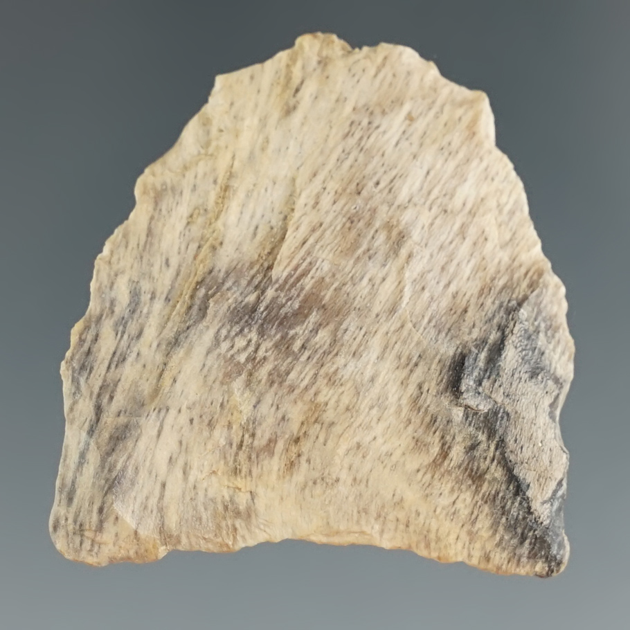 1 1/2" Paleo Knife with heavily ground lower edges and base made from petrified wood - Louisiana.