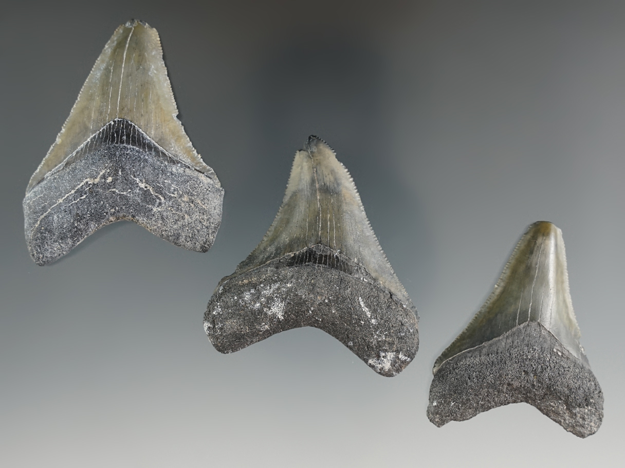 Set of three Megalodon sharks teeth found in coastal Georgia. Largest is 2 1/8".