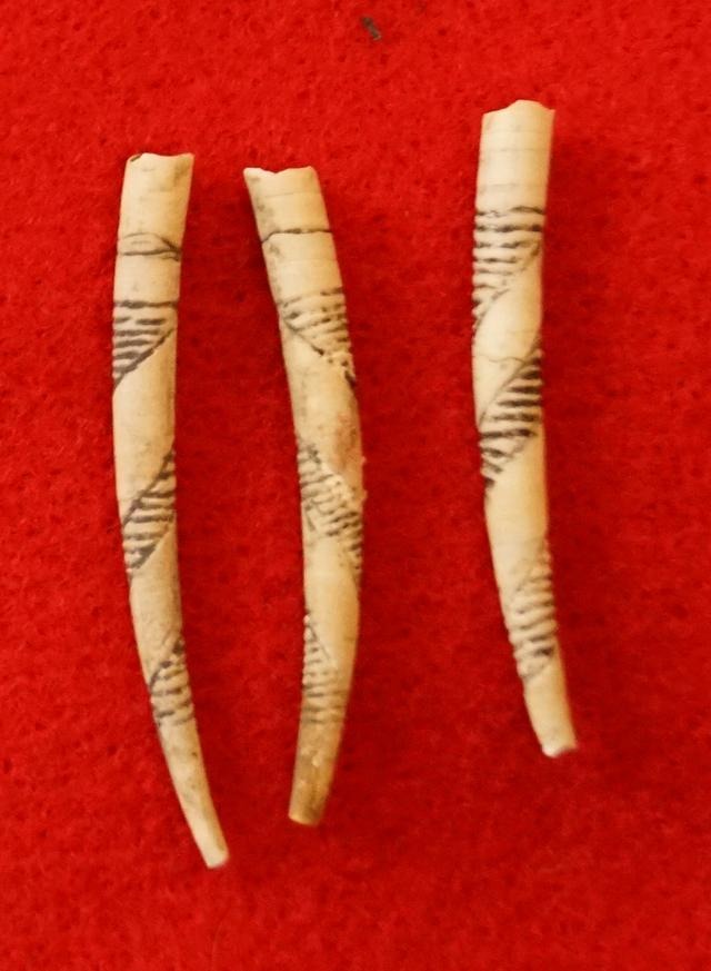 Set of three highly incised Dentalium shell beads found near the Columbia River, largest is 1 9/16"