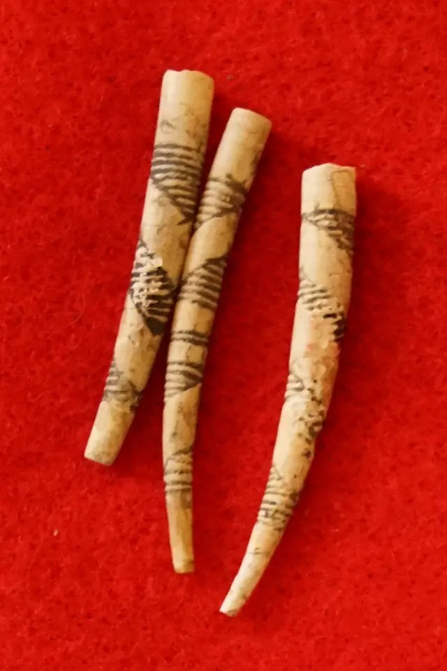 Set of three highly incised Dentalium shell beads found near the Columbia River, largest is 1 7/16"