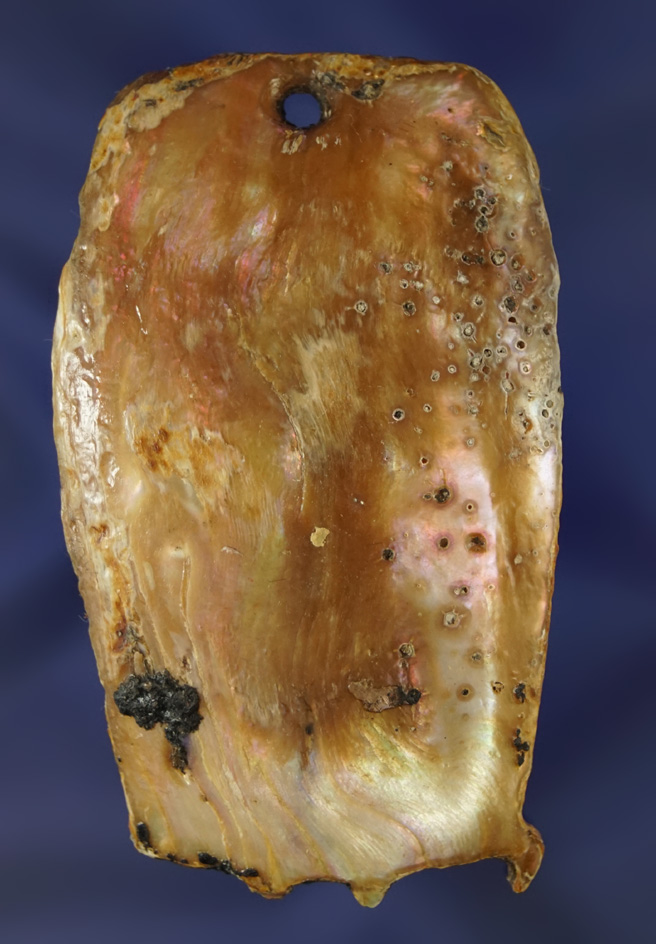 Rare! 3" abalone shell Chumash drilled Pendant with some original drilled beads - California.