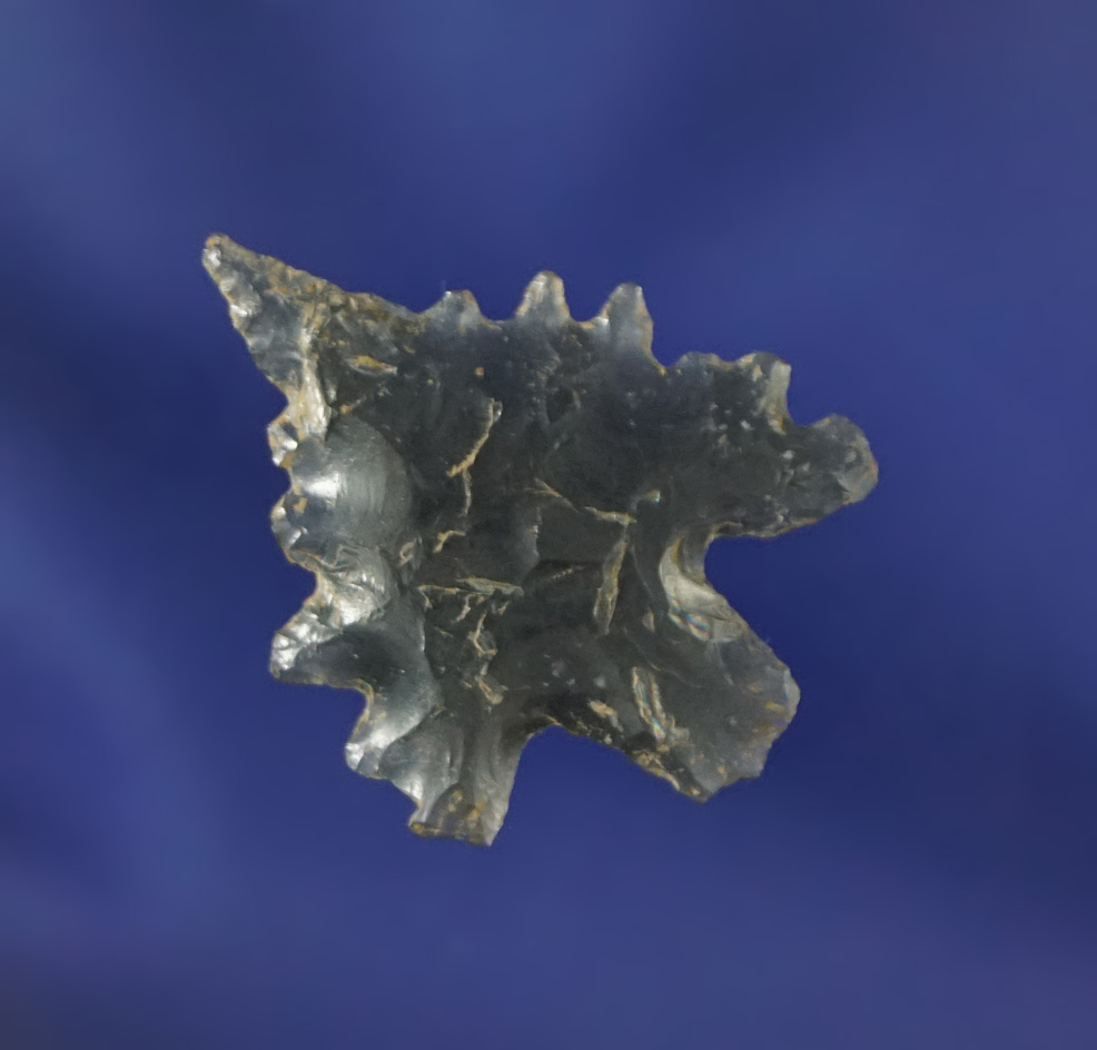 Unique style and excellent serrations on this 15/16" Obsidian point found in Shasta Co., California.