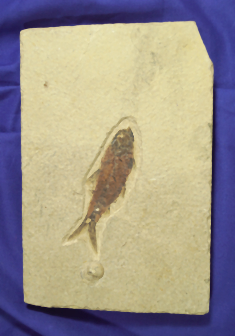7" by 4.5" slab with a 3 1/4" nicely defined fossil fish from Kemmerer Wyoming