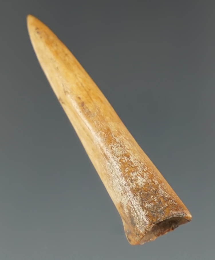 1 3/4" Ft. Ancient Socketed Antler Tip Point found near Newtown, Hamilton Co., Ohio.  COA.