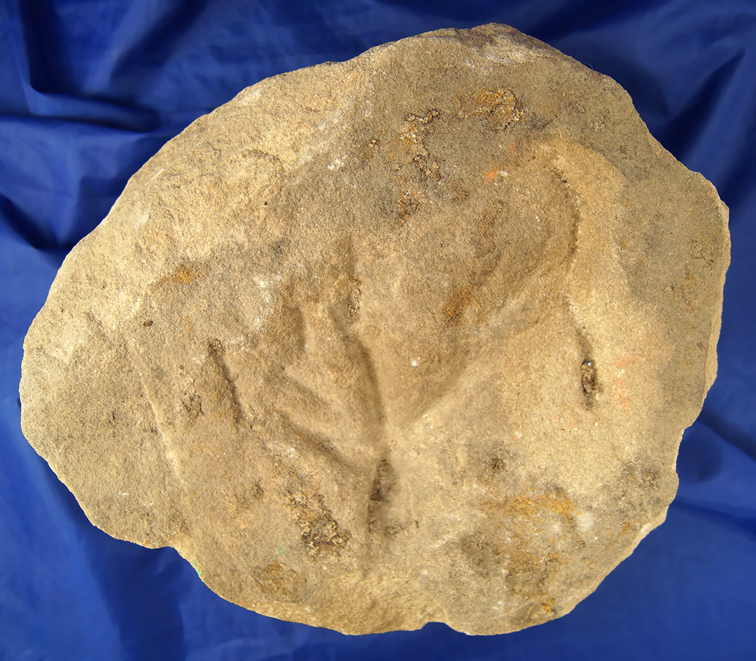 Unique! 12" sandstone slab found in Johnson Co., Kentucky.