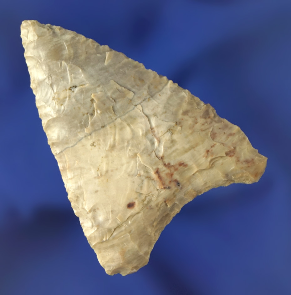 2 3/16" Columbia Mule Ear found by Kaye Don Bruce near the John Day Rapids, Kittitas County WA.