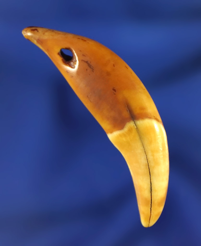 1 5/8" drilled canine tooth pendant from Alaska.