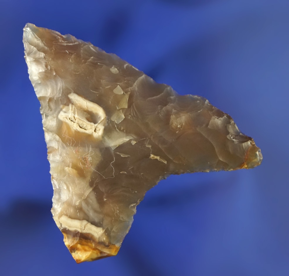 2 3/16" Columbia Mule Ear made from highly translucent, very attractive petrified wood. WA.
